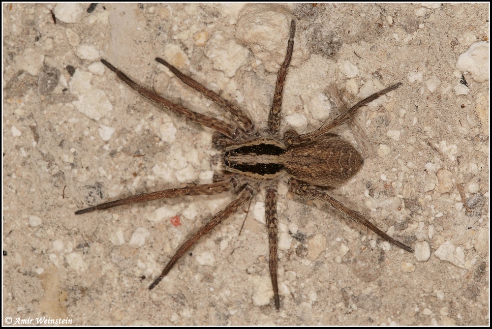 Lycosidae d''Israele